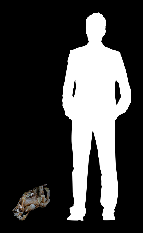 MODULAE MTM.2018.0156.0304